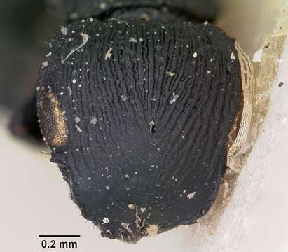 Image of Cataulacus porcatus Emery 1899