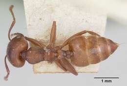 Image of Crematogaster lobata Emery 1895