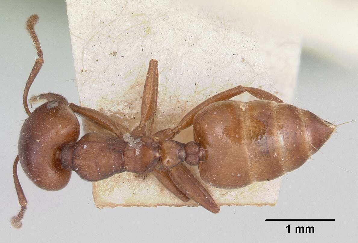 Image of Crematogaster lobata Emery 1895