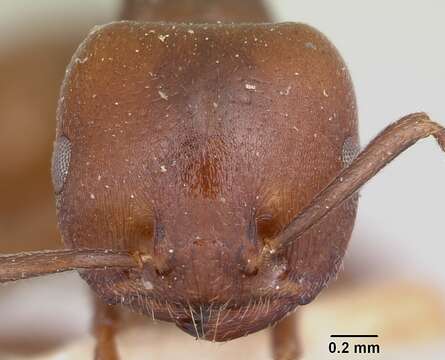 Image of Crematogaster lobata Emery 1895