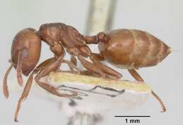 Image of Crematogaster lobata Emery 1895