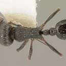 Image of Oxyopomyrmex oculatus Andre 1881