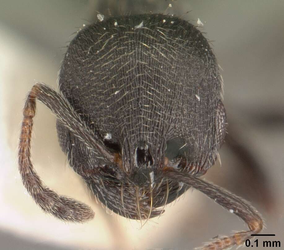 Image of Oxyopomyrmex oculatus Andre 1881