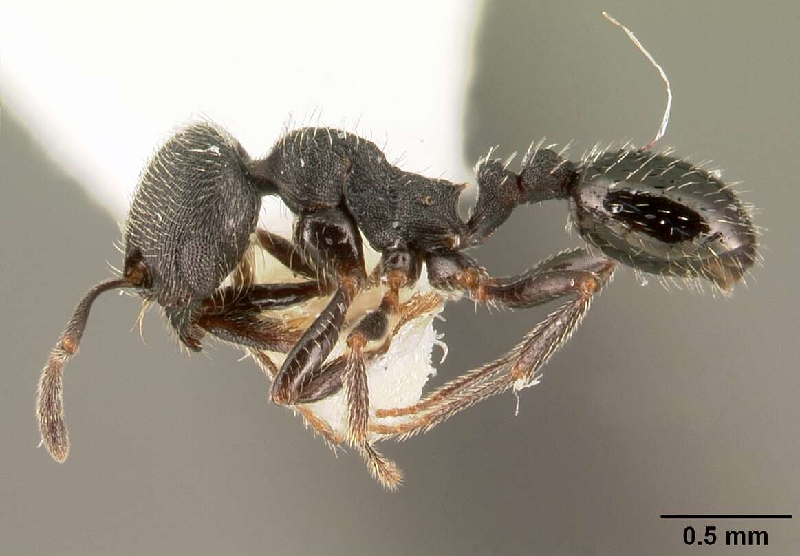 Image of Oxyopomyrmex oculatus Andre 1881