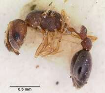 Image of Ant