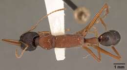 Harpegnathos saltator (Jerdon 1851) resmi