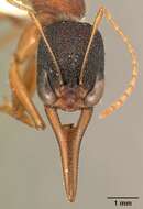 Harpegnathos saltator (Jerdon 1851) resmi