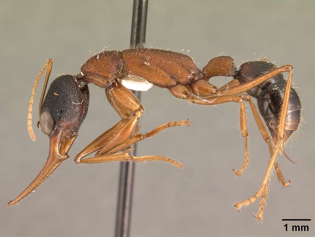 Harpegnathos saltator (Jerdon 1851) resmi