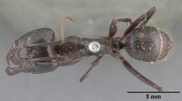 Image of Camponotus roeseli Forel 1910
