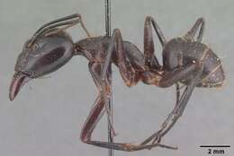 Image of Camponotus roeseli Forel 1910