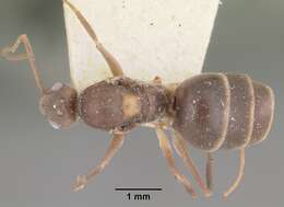 Image of Crazy Ant