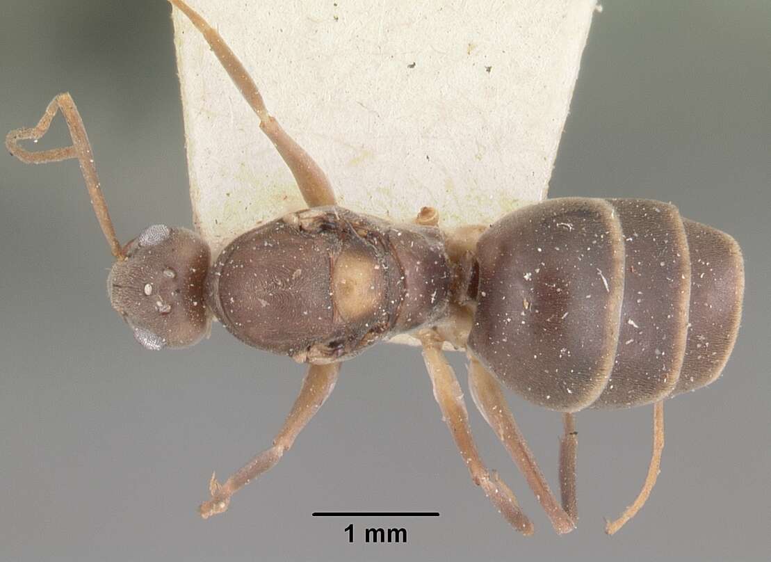 Image of Crazy Ant