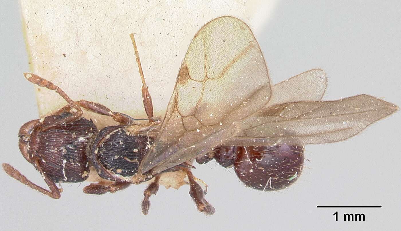 صورة Tetramorium steinheili Forel 1892