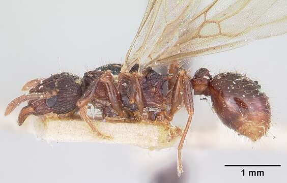 Image of Tetramorium steinheili Forel 1892