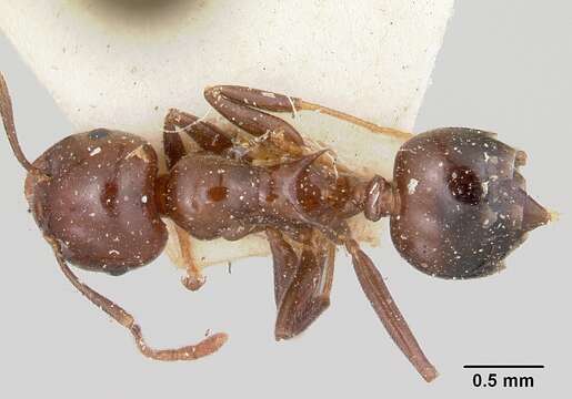 Image of Crematogaster marthae Forel 1892