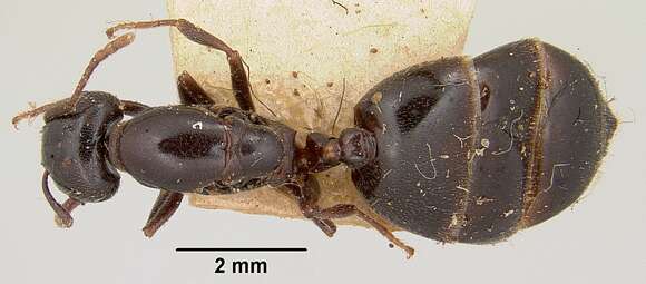 Image of Crematogaster hova Forel 1887