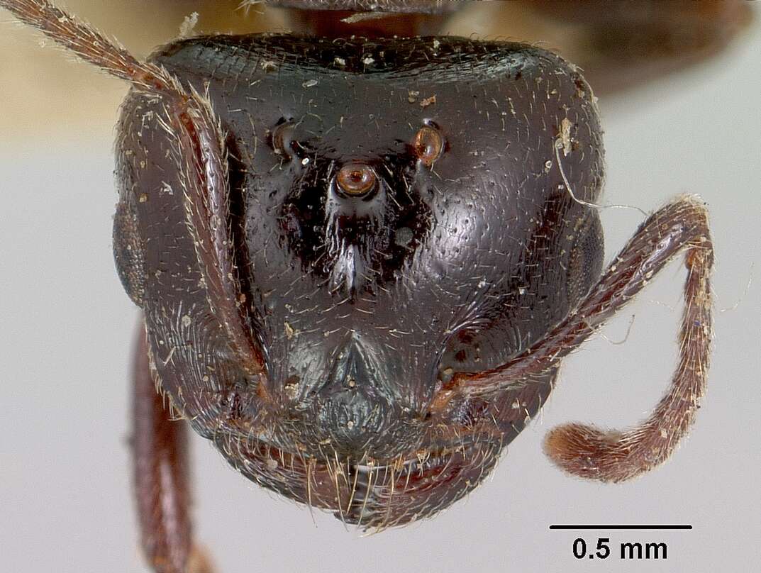 Image of Crematogaster hova Forel 1887