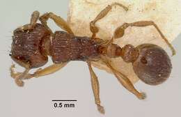 Image of Tetramorium steinheili Forel 1892