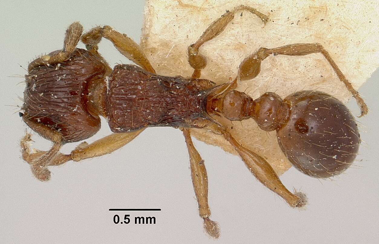 Image of Tetramorium steinheili Forel 1892