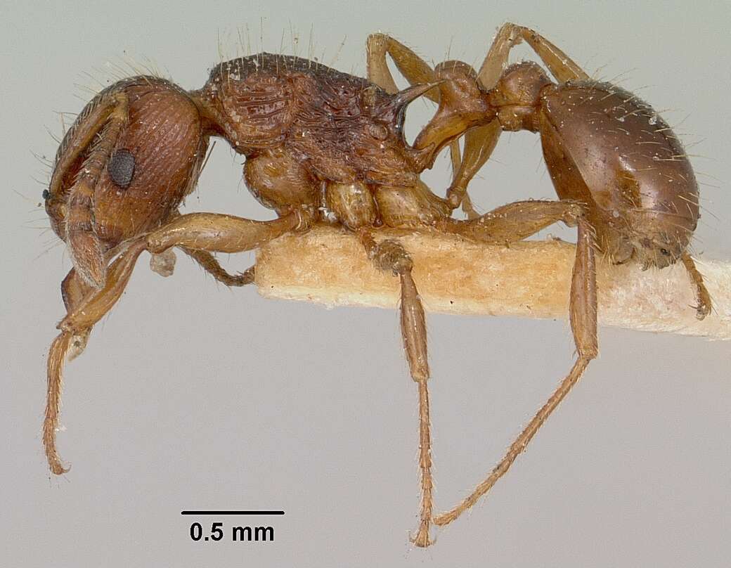 Image of Tetramorium steinheili Forel 1892