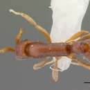 Image of Probolomyrmex bidens Brown 1975