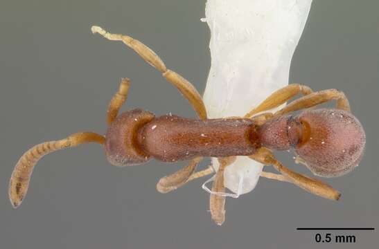 Image of Probolomyrmex