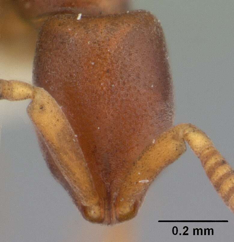 Image of Probolomyrmex