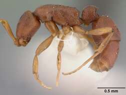 Image of Probolomyrmex