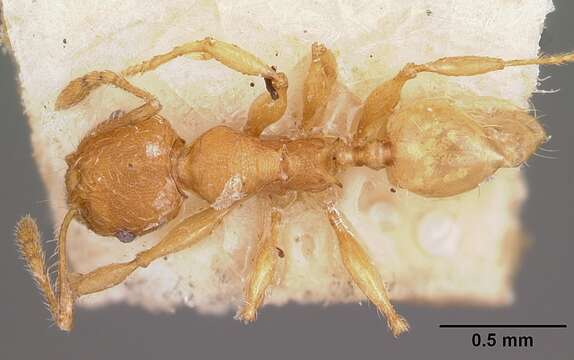 Image of Pheidole annemariae Forel 1918