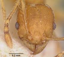 Image of Pheidole annemariae Forel 1918