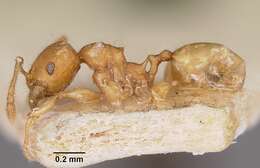 Image of Pheidole annemariae Forel 1918