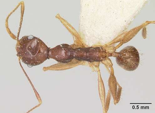 Image of Pheidole bessonii Forel 1891