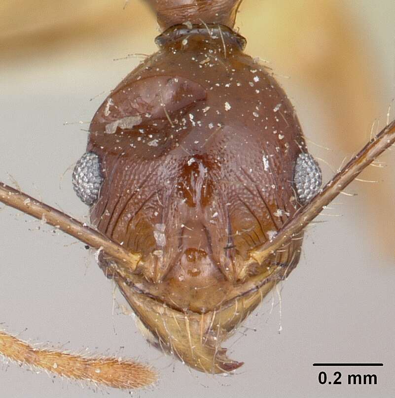 Image of Pheidole bessonii Forel 1891