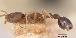 Image of Ant