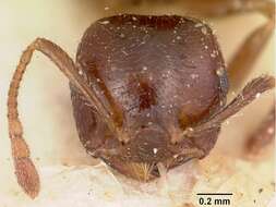 Image of Crematogaster madagascariensis Andre 1887