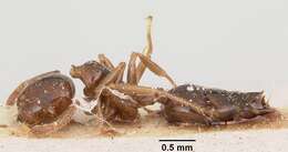 Image of Crematogaster madagascariensis Andre 1887