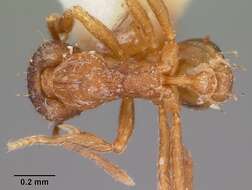 Image of Strumigenys ludovici