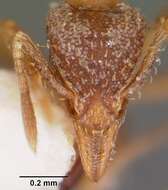 Image of Strumigenys ludovici