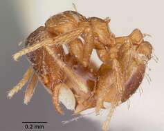 Image of Strumigenys ludovici