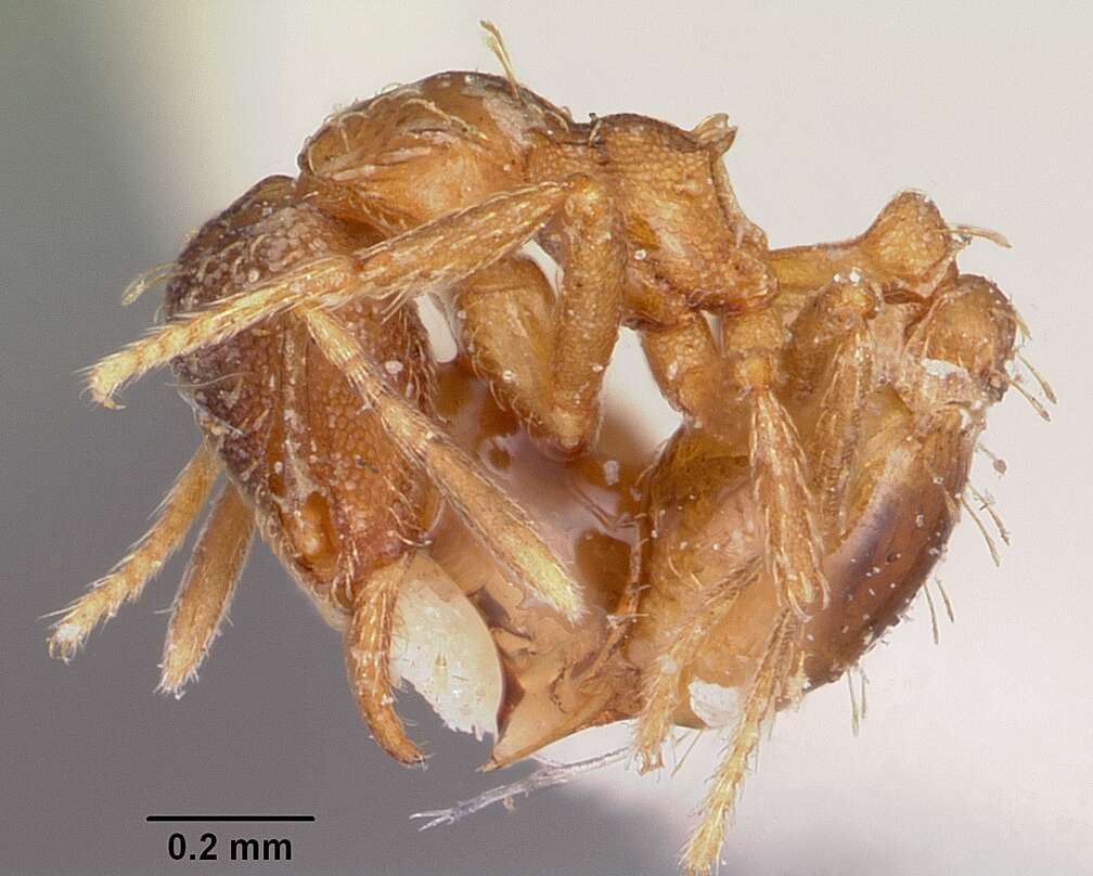 Image of Strumigenys ludovici