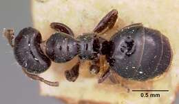 Image of Aphomomyrmex