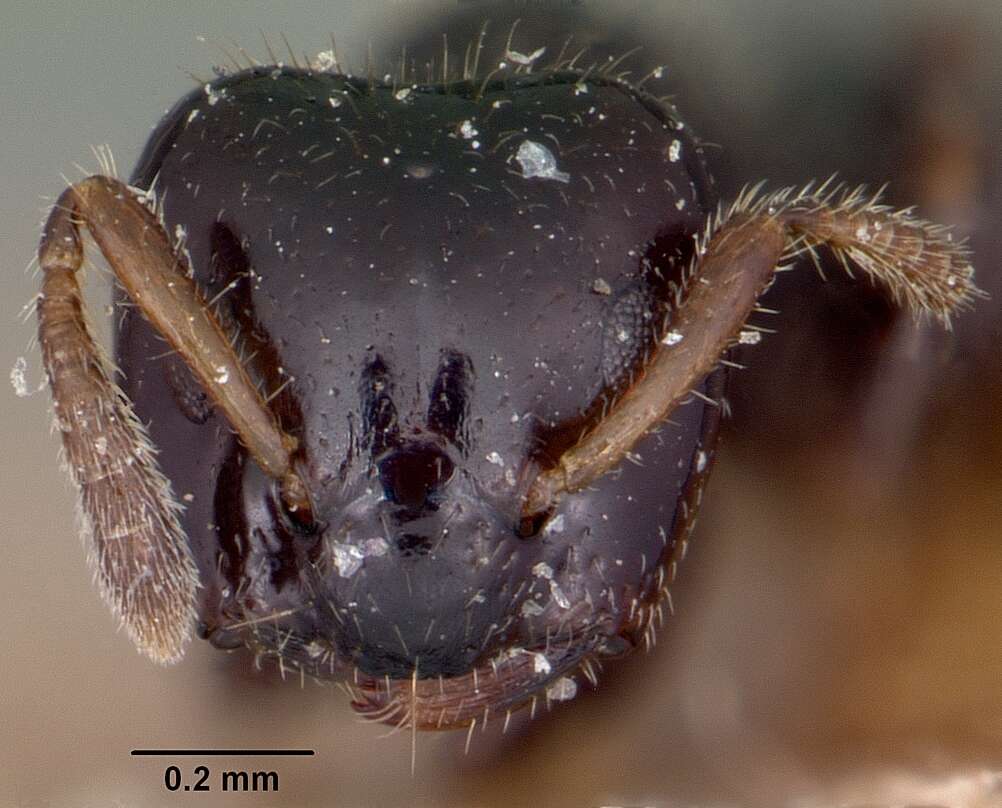 Image of Aphomomyrmex