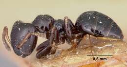 Image of Aphomomyrmex