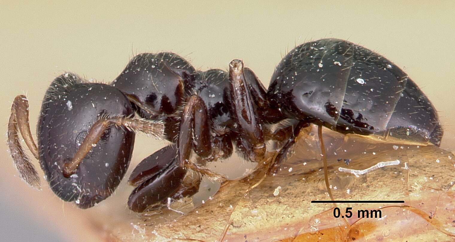 Imagem de Aphomomyrmex