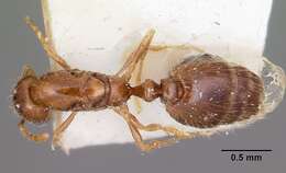 Solenopsis seychellensis Forel 1909 resmi