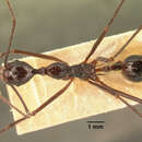 Image of Aphaenogaster gonacantha (Emery 1899)