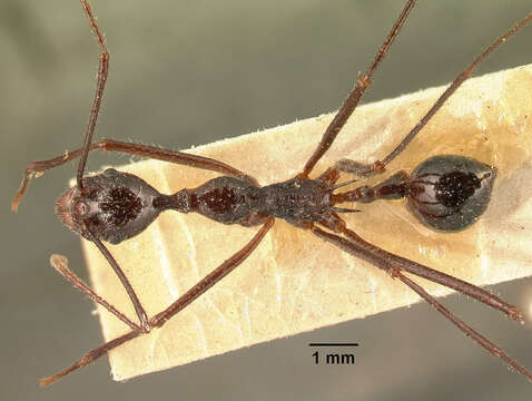 Image of Aphaenogaster gonacantha (Emery 1899)