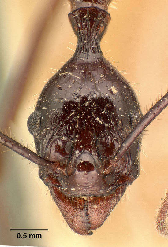 Image of Aphaenogaster gonacantha (Emery 1899)