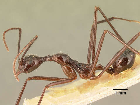 Image of Aphaenogaster gonacantha (Emery 1899)