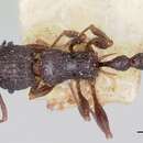 Image de Tetramorium tosii Emery 1899